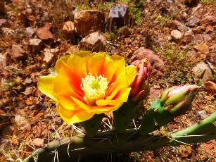 wAZT-2016 day15-5  yellow rose of Cactus.jpg (358432 bytes)